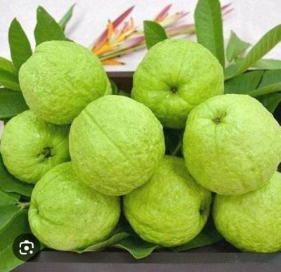 82. Aamrud (250 gm)